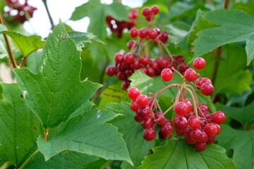 Close up of red fruits of guelder rose, Viburnum opulus. It is edible and medicinal plant