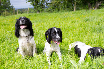 Smile for the camera! Three spaniel dogs outdoors in field ,two sitting beautifully whilst the other naughty dog sniffs in the grass paying no attention to having her photograph taken.