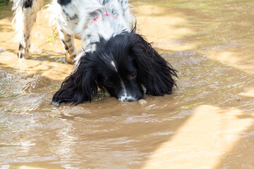 Pretty spaniel dog dunks her nose into muddy water whilst out for exercise of a wet day, enjoying the feel of the water as her face and ears get wet.