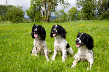 Smile for the camera, three black and white spaniel dogs sit together in field, appearing to be looking at camera and smiling  as they enjoy the outdoors in the Shropshire countryside.