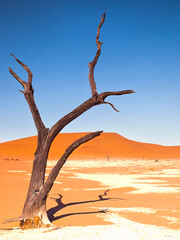 Dead Camelthorn tree in the Deadvlei of Sossusvlei park, Namibia, Africa.
