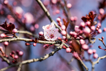 The fruits blossom in spring.