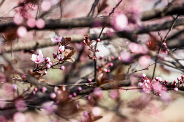 The fruits blossom in spring.