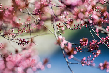 The fruits blossom in spring.