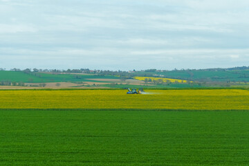 Fototapeta premium A tractor sprays chemicals on a yellow rapeseed field during flowering.
