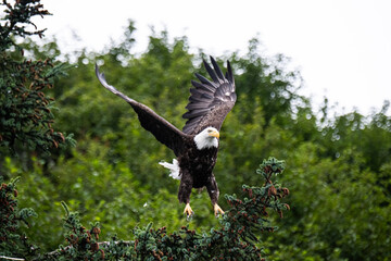 In die Lüfte - Abflug eines Weißkopfseeadlers