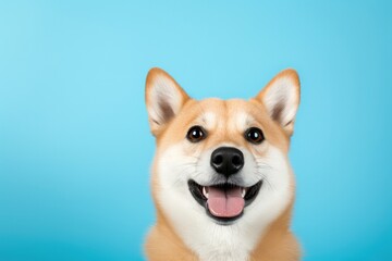portrait of a dog against blue background