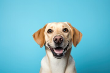 golden retriever dog against blue background