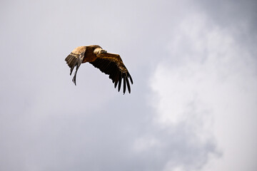 Griffon Vulture or Gyps fulvus in flight.