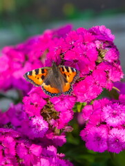 Daytime butterfly Urticaria on a garden flower carnation in summer