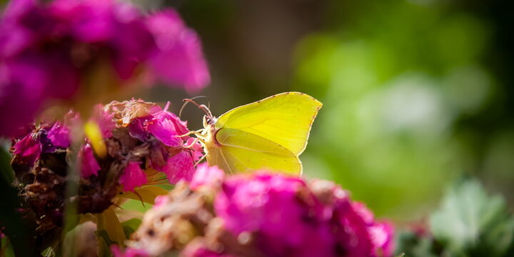 Day butterfly Buckthorn on a garden flower carnation in summer