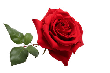 Red Rose Isolated on Transparent Background - Generative AI
