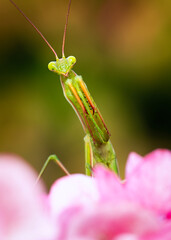 A green praying mantis looking for prey