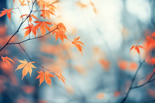 Japanese maple tree in autumn season