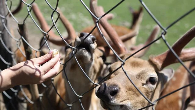 female hands feed a herd of bambi deer behind a caged fence. deer are walking in the zoo