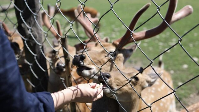 female hands feed a herd of bambi deer behind a caged fence. deer are walking in the zoo. close-up
