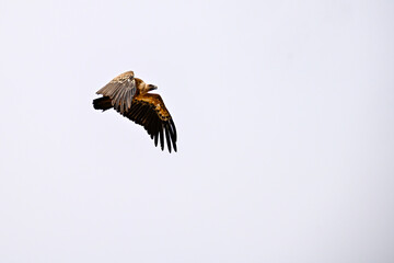 Griffon Vulture or Gyps fulvus in flight.