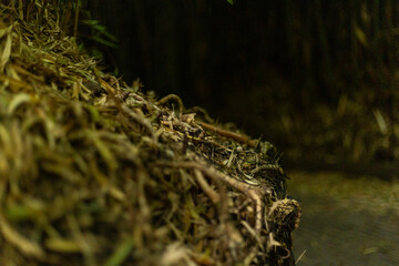 Roots on bamboo, nature, plants