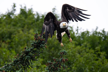 Ein Weißkopfseeadler im Anflug