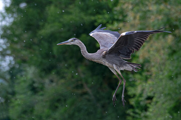 Flying bird