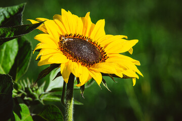 Fototapeta premium Sonnenblume in voller Blüte, Sonnenblume im Feld, Gelbe Sonnenblume im Garten