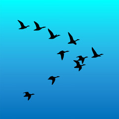 birds in the sky, silhouette art 