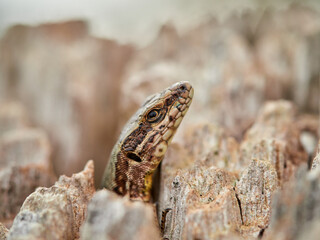Common wall lizard. Podarcis muralis