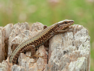 Common wall lizard. Podarcis muralis
