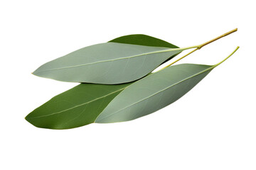 Bay leaves isolated on transparent background PNG