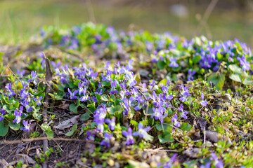 Fototapeta premium Wild wildflowers in a meadow in early spring. Background with selective focus and copy space