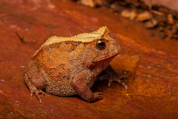 frog on the ground