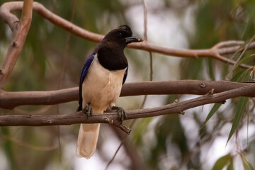 woodpecker on branch