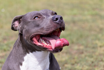 Beautiful staffordshire bull terrier portrait on a green lawn close-up. Blue stuffy with tongue out. Blue american staffordshire terrier, amstaff. Cute shot of a blue staff terrier outside