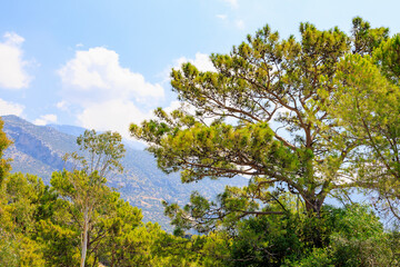 Needles in the mountains. Beautiful nature, landscape. Background