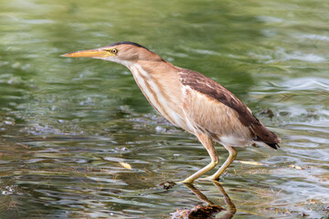 great blue heron
