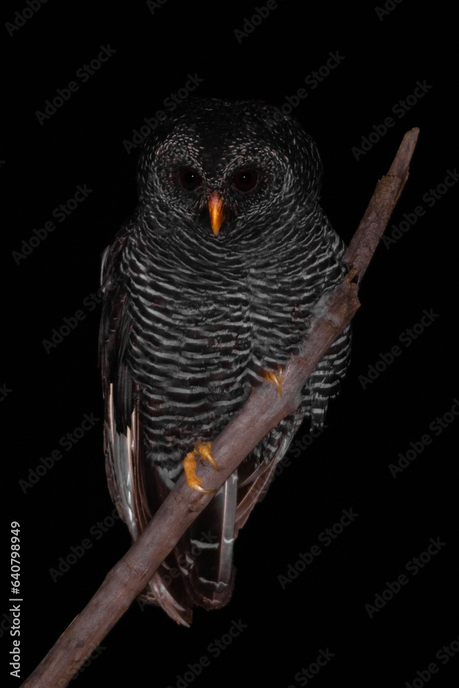 Wall mural black owl