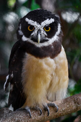 great horned owl
