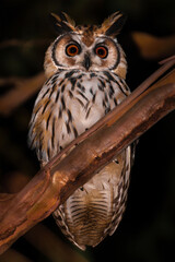 great horned owl in autumn