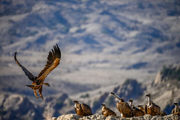 Griffon vultures or Gyps fulvus perched on the mountain.