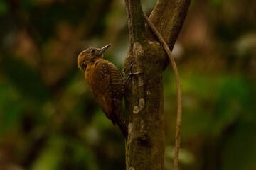 bird on a branch