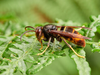 Yellow legged hornet. Vespa velutina