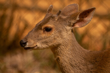 deer in the woods