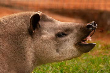 portrait of a tapir