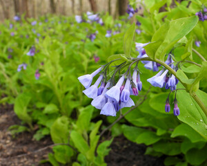 Mertensia virginica (Virginia Bluebells) Native North American Springtime Woodland Wildflower