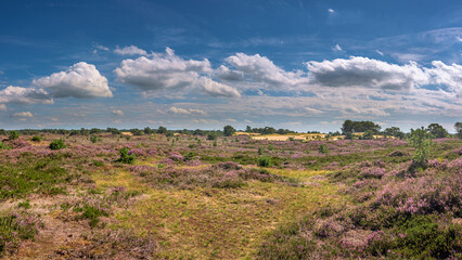 Fototapeta na wymiar nature reserve Aekingerzand in Drenthe