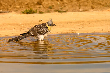 Clamator glandarius or European crialo taking a bath in the spring.
