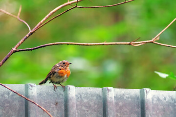 The chick Erithacus rubecula sits on the fence