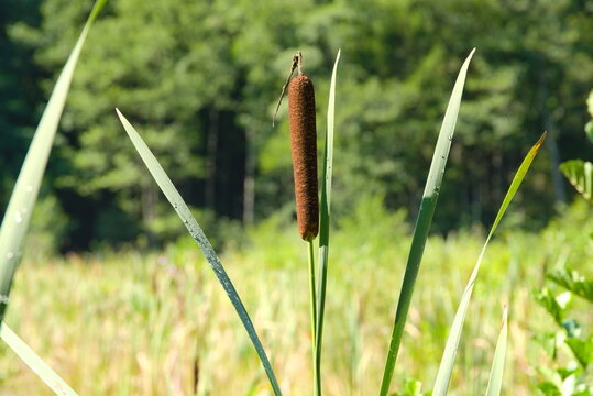 Sumpfpflanze Rohrkolben im Park