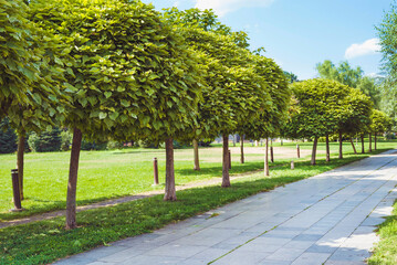 Alley of green trees in a city park