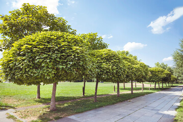 Alley of green trees in a city park